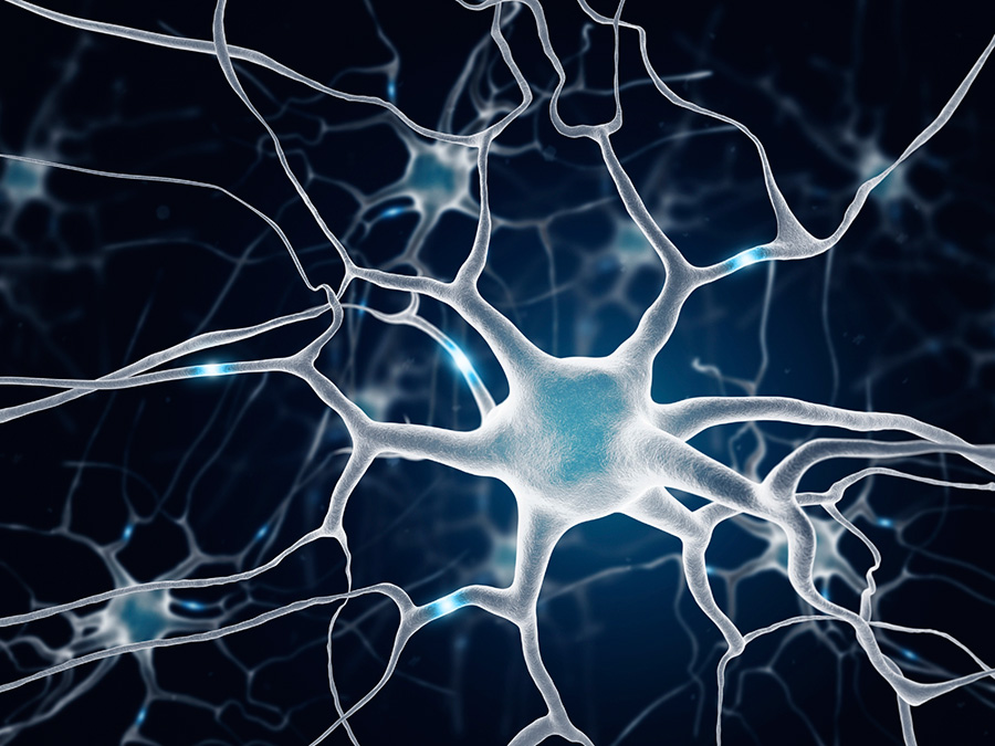 Growth factors neurons