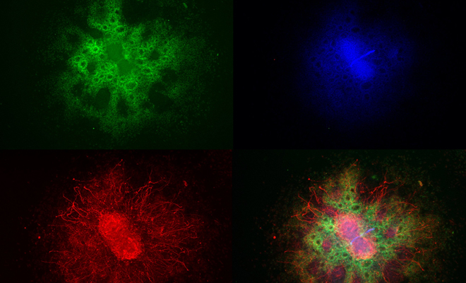 a-neuronal-journey