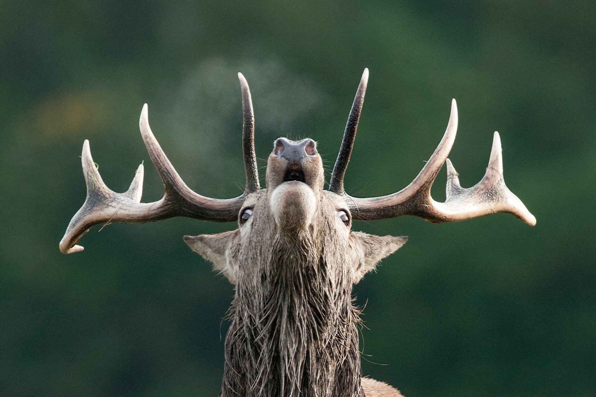 red-deer-stag-roars-during-a-rut-in-mating-season