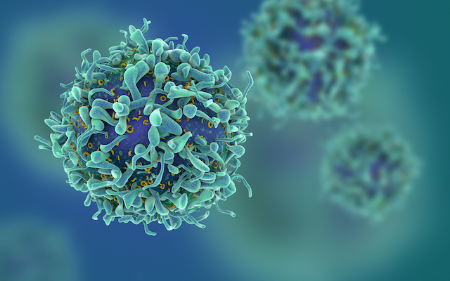 T cell