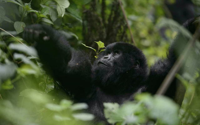 Mountain Gorilla, Rwanda lead