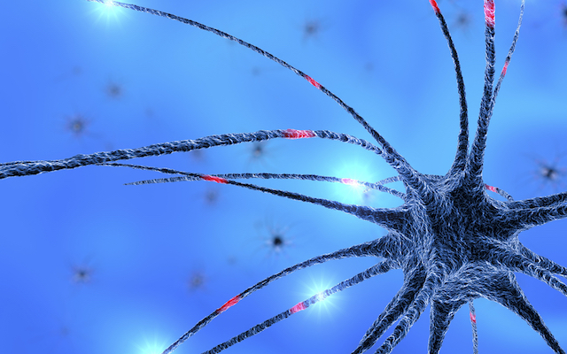 Brain, neurons