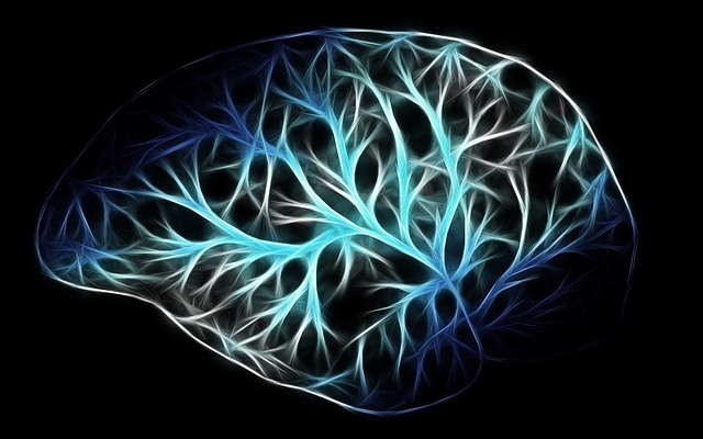 Human brain