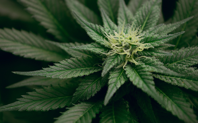 Marijuana