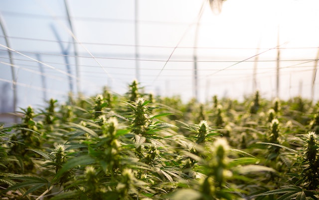 medical marijuana and Parkinson's