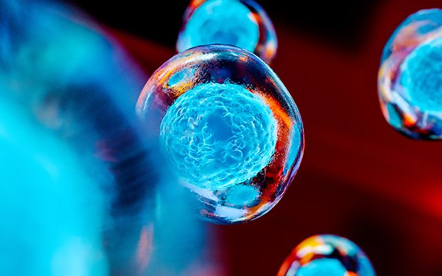 stem cells