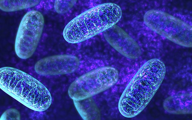 mitochondria