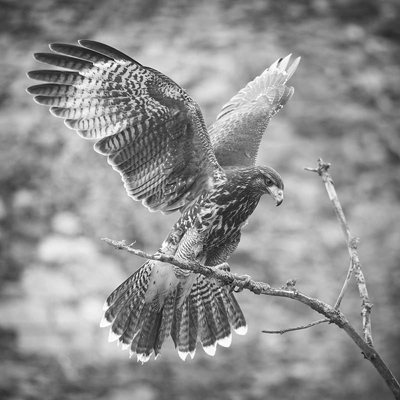 Zambon-bird-of-prey