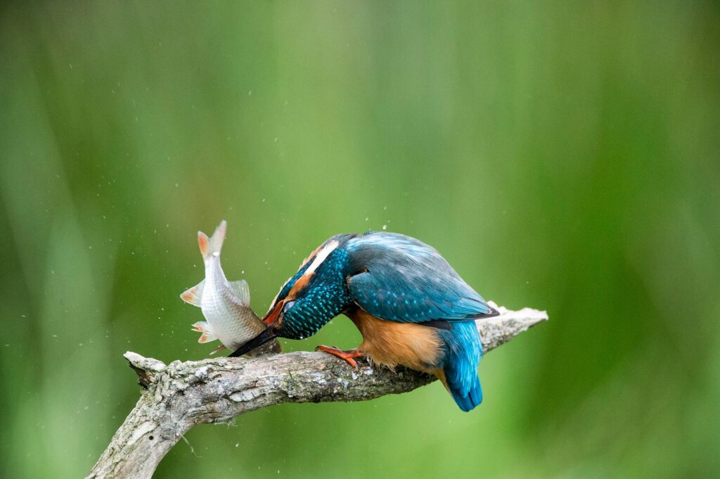 european-kingfisher-kills-a-fish-on-its-perch