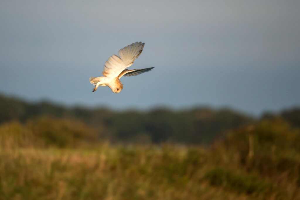 barn-owl-hunts-for-prey