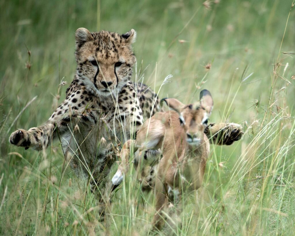 young-cheetah-chases-down-a-newborn-impala-fawn