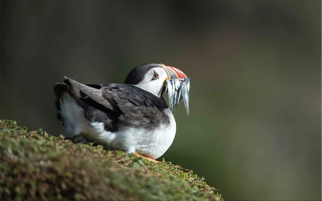 Atlantic puffin with sand eels, Skomer Island