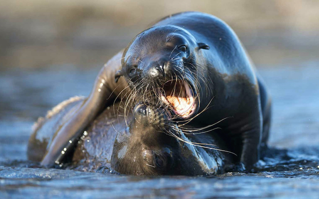 Galapágos sealions play-fighting