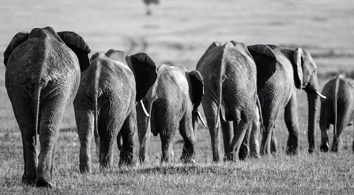 Line of African elephants, Kenya
