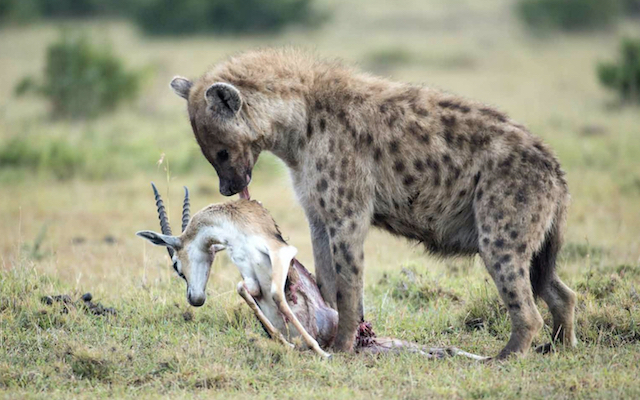 Spotted hyena with prey