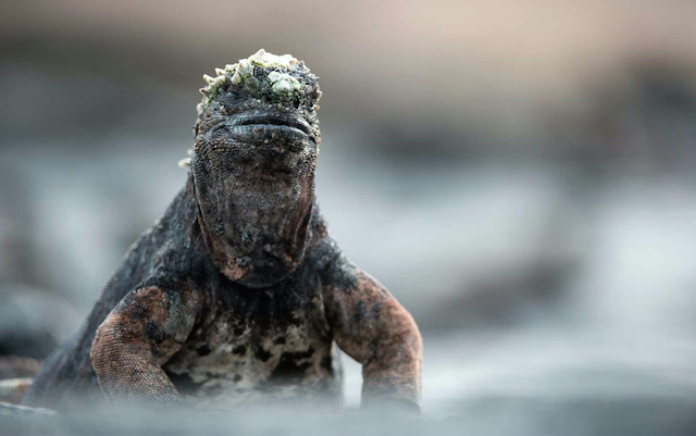 Marine iguana, Galápagos