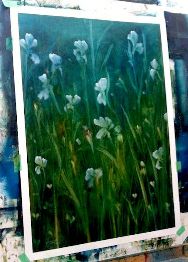 Irises by artist Timothy John