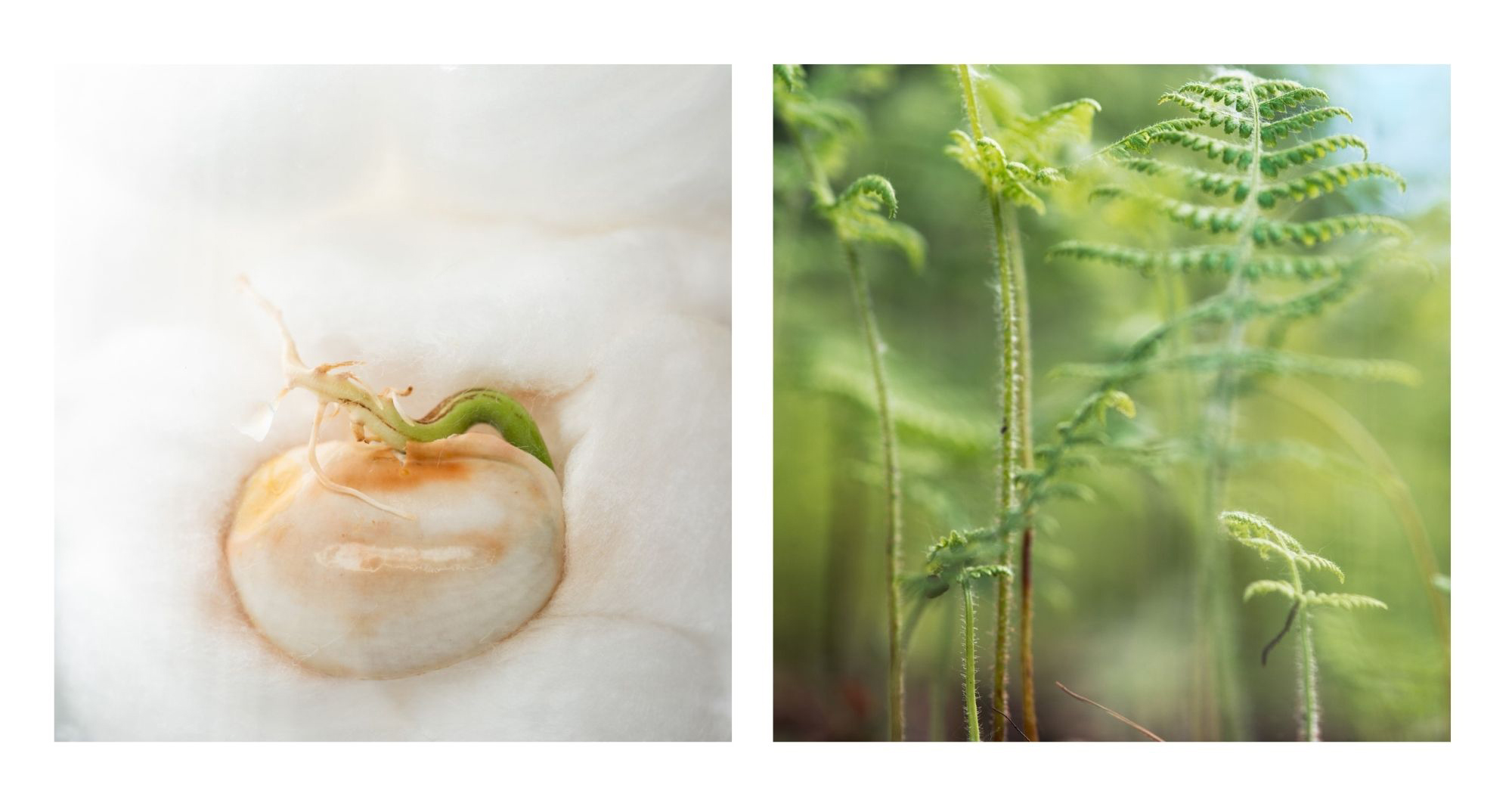 Photographs by Torrance representing growth, including a sprouting bean.